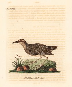 布夫带轨，Gallirallus philippensis（菲律宾轨，Rallus philippensis）。约翰-莱瑟姆根据他自己的《鸟类通史》绘制和雕刻的手绘铜版，温彻斯特 作者 约翰·莱瑟姆