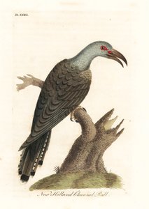 Channel-billed cuckoo, Scythrops novaehollandiae (Australasian channel-bill, Psittaceous hornbill)。约翰-莱瑟姆根据他自己的《鸟类通史》绘制和雕刻的手绘铜版，温彻斯特 作者 约翰·莱瑟姆