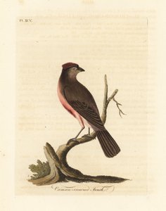 普通红雀，Carduelis flammea（绯红冠雀，Fringilla flammea）。约翰-莱瑟姆根据他自己的《鸟类通史》绘制和雕刻的手绘铜版，温彻斯特 作者 约翰·莱瑟姆