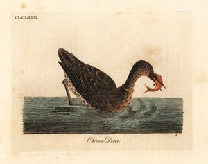 亚洲用于捕鱼的鸬鹚，可能是大鸬鹚，Phalacrocorax carbo，或日本鸬鹚，Phalacrocorax capillatus。(Chinese diver, Colymbus sinensis.) 由John Latham根据他自己的《A General Histo》绘制和雕刻的手绘铜版。 作者 约翰·莱瑟姆