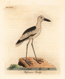 蟹雀，Dromas ardeola（Abyssinian erody，Ardea pondiceriana）。约翰-莱瑟姆根据他自己的《鸟类通史》绘制和雕刻的手绘铜版，温彻斯特 作者 约翰·莱瑟姆