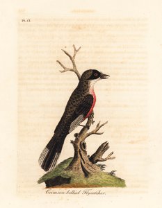 绯红腹飞鸟，Muscicapa coccinigastra。从杰克逊港画家的插图中复制的未知鸟种。约翰-莱瑟姆根据他自己的《鸟类通史》绘制和雕刻的手绘铜版，温彻斯特 作者 约翰·莱瑟姆