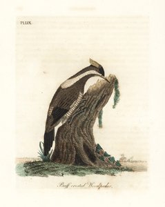 绯冠啄木鸟，Campephilus melanoleucos（水冠啄木鸟，Picus melanoleucus）。根据Leverian博物馆的一张皮制作。约翰-莱瑟姆根据他自己的《鸟类通史》绘制和雕刻的手绘铜版，温彻斯特 作者 约翰·莱瑟姆