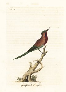 绯红太阳鸟，Aethopyga siparaja seheriae（Goulpourah爬山虎）。约翰-莱瑟姆根据他自己的《鸟类通史》绘制和雕刻的手绘铜版，温彻斯特 作者 约翰·莱瑟姆