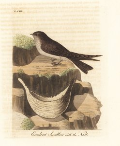 燕窝，Aerodramus fuciphagus，和燕窝的唾液，用于燕窝汤。 (Esculent swallow, Hirundo esculenta.) 约翰-莱瑟姆根据他自己的《鸟类通史》绘制和雕刻的手绘铜版，温彻斯特。 作者 约翰·莱瑟姆