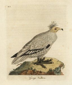 埃及秃鹫，Neophron percnopterus ginginianus.1824（雕刻） 作者 约翰·莱瑟姆