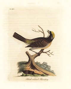 金冠雀，Zonotrichia atricapilla（黑冠雀，Emberiza atricapilla）。约翰-莱瑟姆根据他自己的《鸟类通史》绘制和雕刻的手绘铜版画，温彻斯特 作者 约翰·莱瑟姆