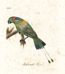 金冠拍尾，Prioniturus platurus（拍尾鹦鹉）。约翰-莱瑟姆根据他自己的《鸟类通史》绘制和雕刻的手绘铜版画，温彻斯特 作者 约翰·莱瑟姆