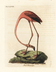 大火烈鸟，Phoenicopterus roseus，或美国火烈鸟，Phoenicopterus ruber（红火烈鸟，Phaenicopterus ruber）。约翰-莱瑟姆根据他自己的《鸟类通史》绘制和雕刻的手绘铜版画，温彻斯特 作者 约翰·莱瑟姆