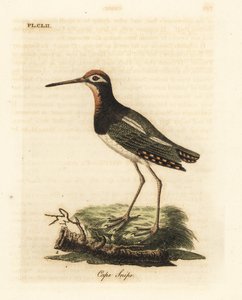 大杓鹬，Rostratula benghalensis (Cape snipe, Scolopax capensis)。约翰-莱瑟姆根据他自己的《鸟类通史》绘制和雕刻的手绘铜版，温彻斯特 作者 约翰·莱瑟姆