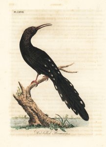 绿林鸮，Phoeniculus purpureus（红嘴鸟，Upupa erythrorynchos）。约翰-莱瑟姆根据他自己的《鸟类通史》绘制和雕刻的手绘铜版，温彻斯特 作者 约翰·莱瑟姆