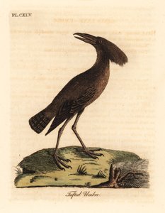 Hamerkop, Scopus umbretta (Tufted umbre)。约翰-莱瑟姆根据他自己的《鸟类通史》绘制和雕刻的手绘铜版，温彻斯特 作者 约翰·莱瑟姆