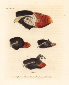 簇绒海雀的头部，Fratercula cirrhata 1，鹦鹉海雀，Aethia psittacula 2，以及凤头海雀，Aethia cristatella 3，4。(簇绒海雀，Alca cirrhata 1，鹦鹉海雀，Alca psittacula 2，黄褐色海雀，Alca tetracula 3，以及凤头海雀，Alca cristatella）。 作者 约翰·莱瑟姆
