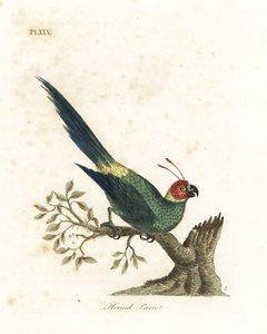 角鹦鹉，Eunymphicus cornutus。脆弱的（角鹦鹉，Psittacus bisetis。）约翰-莱瑟姆根据他自己的《鸟类通史》绘制和雕刻的手绘铜版，温彻斯特 作者 约翰·莱瑟姆