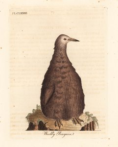 国王企鹅，Aptenodytes patagonicus，幼年（毛企鹅）。约翰-莱瑟姆根据他自己的《鸟类通史》绘制和雕刻的手绘铜版，温彻斯特 作者 约翰·莱瑟姆