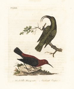 小Akialoa，Hemignathus obscurus（已灭绝）和红雀myzomela，Myzomela cardinalis。(Hook-billed green honey-eater, Certhia obscura, native to Hawaii, and cardinal honey-eater, Certhia cardinalis, native to Tanna, Vanuatu.)手绘铜版画 作者 约翰·莱瑟姆