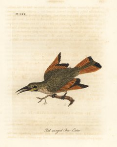 小食蜂鸟，Merops pusillus（红翅食蜂鸟，Merops erythropterus）。非洲。约翰-莱瑟姆根据他自己的《鸟类通史》绘制和雕刻的手绘铜版，温彻斯特 作者 约翰·莱瑟姆