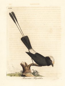 长尾暴君，Colonia colonus（秘鲁飞禽，Le Colon）。约翰-莱瑟姆根据他自己的《鸟类通史》绘制和雕刻的手绘铜版，温彻斯特 作者 约翰·莱瑟姆