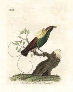 华丽的天堂鸟，Diphyllodes magnificus（Paradisea magnifica）。约翰-莱瑟姆根据他自己的《鸟类通史》绘制和雕刻的手绘铜版，温彻斯特 作者 约翰·莱瑟姆