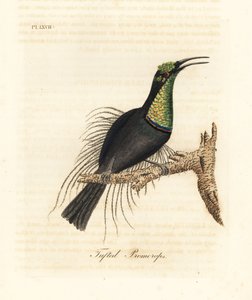 壮丽的步枪鸟，Ptiloris magnificus（Tufted promerops）。绘制自布洛克博物馆的标本。约翰-莱瑟姆根据他自己的《鸟类通史》绘制和雕刻的手绘铜版，温彻斯特。 作者 约翰·莱瑟姆