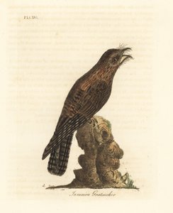 Northern potoo, Nyctibius jamaicensis (Jamaican goatsucker, Caprimulgus jamaicensis)。约翰-莱瑟姆根据他自己的《鸟类通史》绘制和雕刻的手绘铜版，温彻斯特 作者 约翰·莱瑟姆