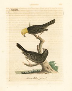 或 Psittirostra psittacea，雄性（顶部）和雌性。极度濒危，可能已经灭绝。(鹦鹉嘴鸟，Loxia psittacea）。约翰-莱瑟姆根据他自己的《鸟类通史》绘制和雕刻的手绘铜版，温彻斯特 作者 约翰·莱瑟姆