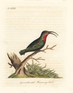 紫喉蜂鸟，Eulampis jugularis（石榴石喉蜂鸟，Trochilus granatinus）。约翰-莱瑟姆根据他自己的《鸟类通史》绘制和雕刻的手绘铜版，温彻斯特 作者 约翰·莱瑟姆