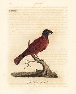 红黑斑鸠，Periporphyrus erythromelas。濒临灭绝。(Black-headed grosbeak, Loxia erythromelas.) 约翰-莱瑟姆根据他自己的《鸟类通史》绘制和雕刻的手绘铜版，温彻斯特 作者 约翰·莱瑟姆