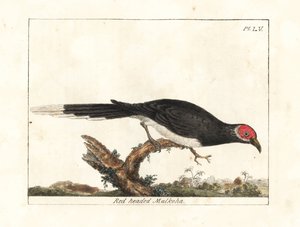 红脸马尔科哈，Phaenicophaeus pyrrhocephalus。脆弱的。(Red-headed malkoha, Cuculus pyrrhocephalus.) 由John Latham根据他自己的《鸟类通史》绘制和雕刻的手绘铜版，温彻斯特 作者 约翰·莱瑟姆
