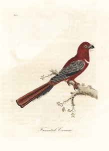 红头蛙，Harpactes erythrocephalus（Fasciated curucui，Trogon fasciatus）。约翰-莱瑟姆根据他自己的《鸟类通史》绘制和雕刻的手绘铜版，温彻斯特 作者 约翰·莱瑟姆