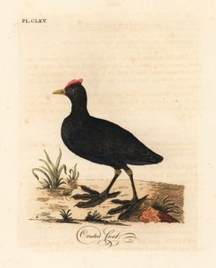 红嘴鸥或凤头鸥，Fulica cristata。约翰-莱瑟姆根据他自己的《鸟类通史》手绘和雕刻的彩色铜版画，温彻斯特。 作者 约翰·莱瑟姆