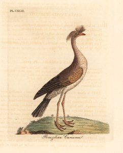 红腿塞里马或冠状卡里马，Cariama cristata（巴西卡里马，Palamedea cristata）。约翰-莱瑟姆根据他自己的《鸟类通史》绘制和雕刻的手绘铜版，温彻斯特 作者 约翰·莱瑟姆