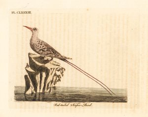 红尾热带鸟，Phaethon rubricauda（Phaeton phoenicurus）。约翰-莱瑟姆根据他自己的《鸟类通史》绘制和雕刻的手绘铜版，温彻斯特 作者 约翰·莱瑟姆
