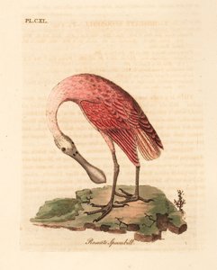 玫瑰型琵鹭，Platalea ajaja。约翰-莱瑟姆根据他自己的《鸟类通史》手绘和雕刻的彩色铜版画，温彻斯特。 作者 约翰·莱瑟姆