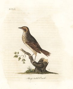 盐碱地麻雀，Ammodramus caudacutus。脆弱的。(Sharp-tailed oriole, Oriolus caudacutus.) 由John Latham根据他自己的《鸟类通史》绘制和雕刻的手绘铜版，温彻斯特