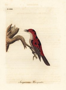 Scarlet myzomela, Myzomela sanguinolenta (Sanguineous honey-eater, Certhia sanguinolenta) 。澳大利亚。约翰-莱瑟姆根据他自己的《鸟类通史》绘制和雕刻的手绘铜版，温彻斯特 作者 约翰·莱瑟姆