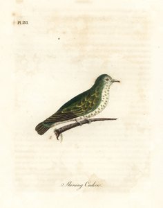 闪亮的铜杜鹃，Chrysococcyx lucidus（闪亮的杜鹃，Cuculus lucidus）。约翰-莱瑟姆根据他自己的《鸟类通史》绘制和雕刻的手绘铜版，温彻斯特 作者 约翰·莱瑟姆
