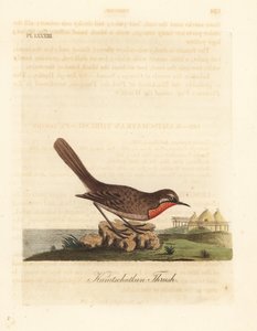 西伯利亚红宝石鸟，Luscinia calliope（Kamschatkan鸫，Turdus calliope）。约翰-莱瑟姆根据自己的《鸟类通史》绘制和雕刻的手绘铜版，温彻斯特 作者 约翰·莱瑟姆