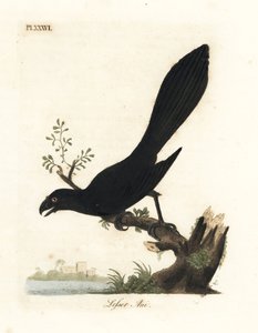 平嘴鸟或小鸟，Crotophaga ani。约翰-莱瑟姆根据他自己的《鸟类通史》绘制和雕刻的手绘铜版，温彻斯特 作者 约翰·莱瑟姆