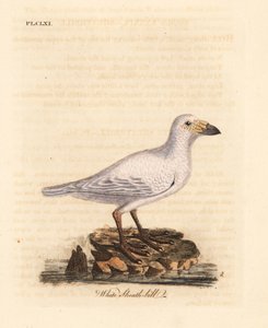 雪鞘鸟，Chionis albus（白鞘鸟，Vaginalis chionis）。约翰-莱瑟姆根据他自己的《鸟类通史》绘制和雕刻的手绘铜版，温彻斯特 作者 约翰·莱瑟姆