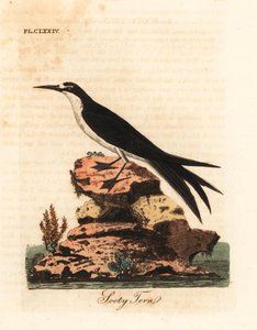 燕鸥，Onychoprion fuscatus（Sterna fuliginosa）。约翰-莱瑟姆根据他自己的《鸟类通史》绘制和雕刻的手绘铜版，温彻斯特 作者 约翰·莱瑟姆