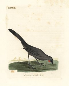新西兰南岛的kokako，Callaeas cinerea cinerea，2007年宣布灭绝（Cinereous wattle bird，Calloeas cinerea）。约翰-莱瑟姆根据他自己的《鸟类通史》绘制和雕刻的手绘铜版，温彻斯特 作者 约翰·莱瑟姆