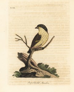 有条纹的鹦鹉，Pardalotus striatus (Stripped-headed manakin, Pipra striata)。约翰-莱瑟姆根据他自己的《鸟类通史》绘制和雕刻的手绘铜版，温彻斯特 作者 约翰·莱瑟姆