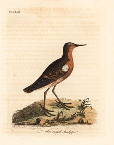 大溪地鹬，Prosobonia leucoptera。已灭绝。(White-winged sandpiper, Tringa leucoptera.) 由John Latham根据他自己的《鸟类通史》绘制和雕刻的手绘铜版，温彻斯特。 作者 约翰·莱瑟姆