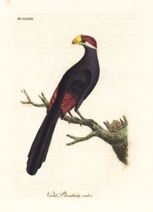 紫斑鸠或紫斑蕉食人鸟，Musophaga violacea。约翰-莱瑟姆根据他自己的《鸟类通史》绘制和雕刻的手绘铜版，温彻斯特 作者 约翰·莱瑟姆