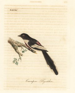 白腹狸，Pericrocotus erythropygius (Cawnpore flycatcher)。印度。约翰-莱瑟姆根据他自己的《鸟类通史》绘制和雕刻的手绘铜版，温彻斯特 作者 约翰·莱瑟姆
