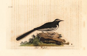 白眉鹡鸰金宽脚鹡鸰，Motacilla maderaspatensis。(印度的脚鹡鸰)。约翰-莱瑟姆根据他自己的《鸟类通史》绘制和雕刻的手绘铜版，温彻斯特 作者 约翰·莱瑟姆