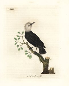 白头沼泽暴君，Arundinicola leucocephala（白头陀，Todus leucocephalus）。约翰-莱瑟姆根据他自己的《鸟类通史》绘制和雕刻的手绘铜版，温彻斯特 作者 约翰·莱瑟姆
