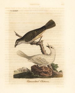 白钟鸟，Procnias albus，雄性和雌性（Carunculated chatterer，Ampelis carunculata）。约翰-莱瑟姆根据他自己的《鸟类通史》绘制和雕刻的手绘铜版，温彻斯特 作者 约翰·莱瑟姆