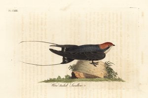 线尾燕，Hirundo smithii。约翰-莱瑟姆根据他自己的《鸟类通史》绘制和雕刻的手绘铜版，温彻斯特 作者 约翰·莱瑟姆